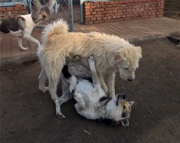 称为中国狗王！老外真人模仿经典一幕OG真人平台中国下司犬外网爆火 被(图2)