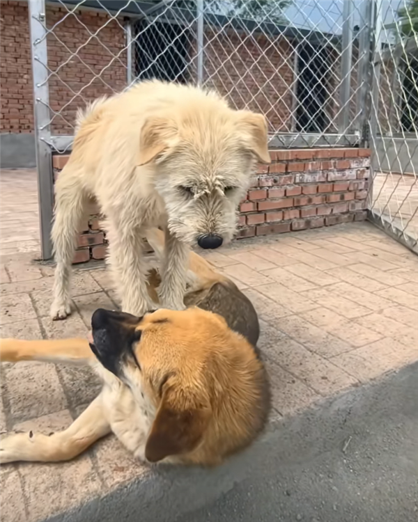 称为中国狗王！老外真人模仿经典一幕OG真人平台中国下司犬外网爆火 被(图3)